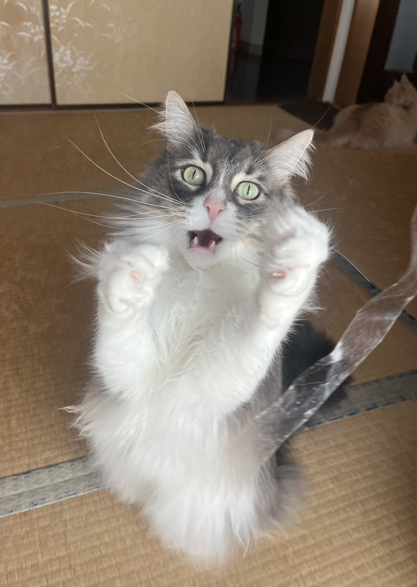 Guu0301's tweet photo. あぁ〜〜〜〜…

#猫
 
\ぴろぴろさん…/ https://t.co/sFEqwZvfIX