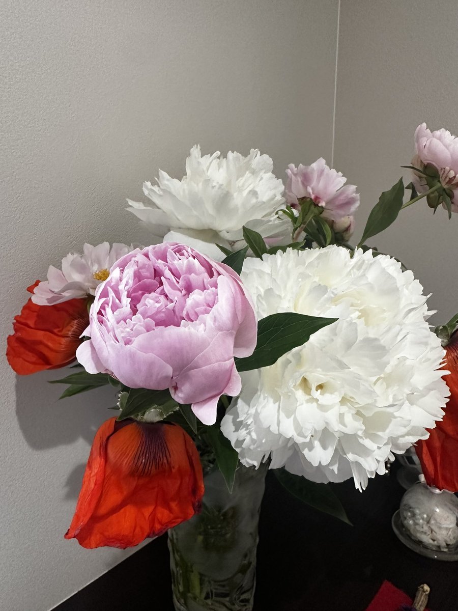 MusicSalonM's tweet photo. いただいた芍薬、一晩で蕾から開花♡
素敵すぎる😊✨✨✨ https://t.co/4QQ9Lyr7nt