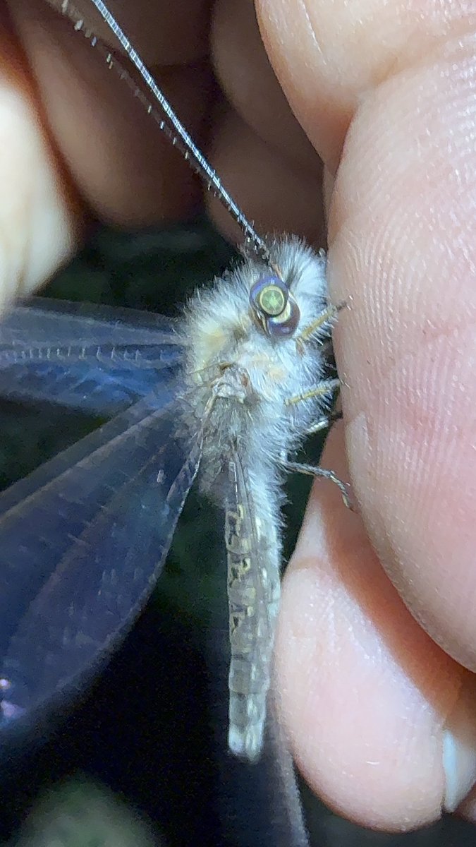 Mr. Bug tweet media
