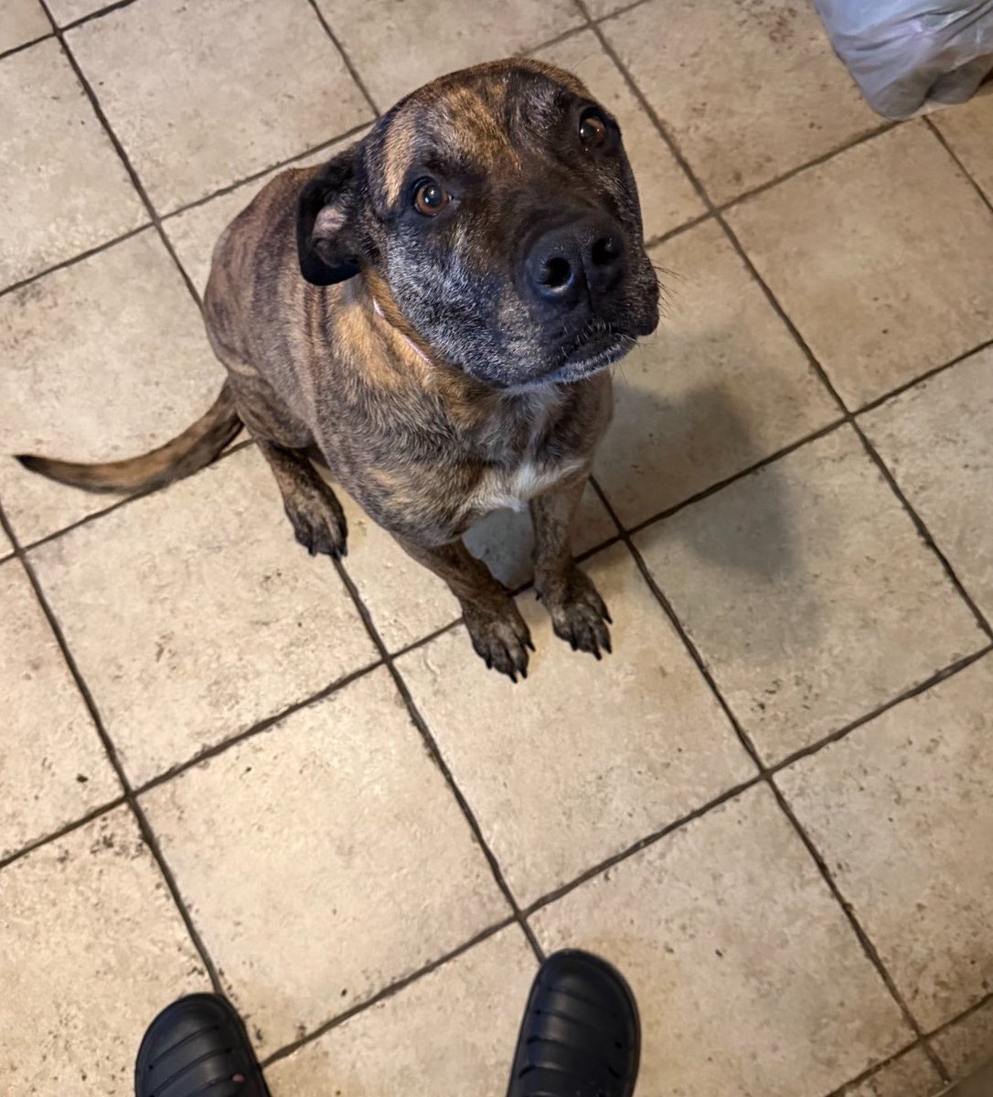MebaRackentyre's tweet photo. LOOK AT THOSE EYES

my friend has until TOMORROW to find this sweet girl a home in #KansasCity before she ends up in a shelter.

- 7 y.o. mixed breed rescue pup
- champion napper
- loves kids &amp; pets
- sweet, docile
- *may* grant wishes
- doesn’t discuss her weight

please share! https://t.co/KS2OIxatjs
