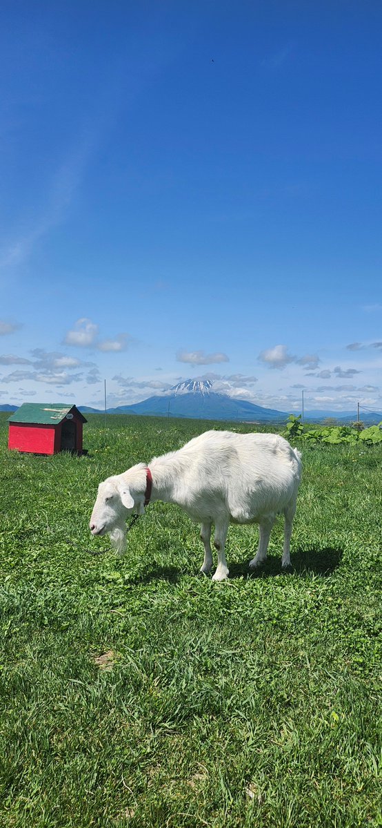 TOYOURA_Hire's tweet photo. レイクヒルファームで出会ったやぎと羊蹄山。🐐
どこまでも広がる青空と北海道らしい景色に癒されました。
ゆっくり流れる時間も、この場所の魅力。

#レイクヒルファーム #羊蹄山 #北海道 #北海道旅行 #北海道観光 #やぎ #自然 #絶景 #牧場 #北海道ドライブ https://t.co/rARmo3qzyo