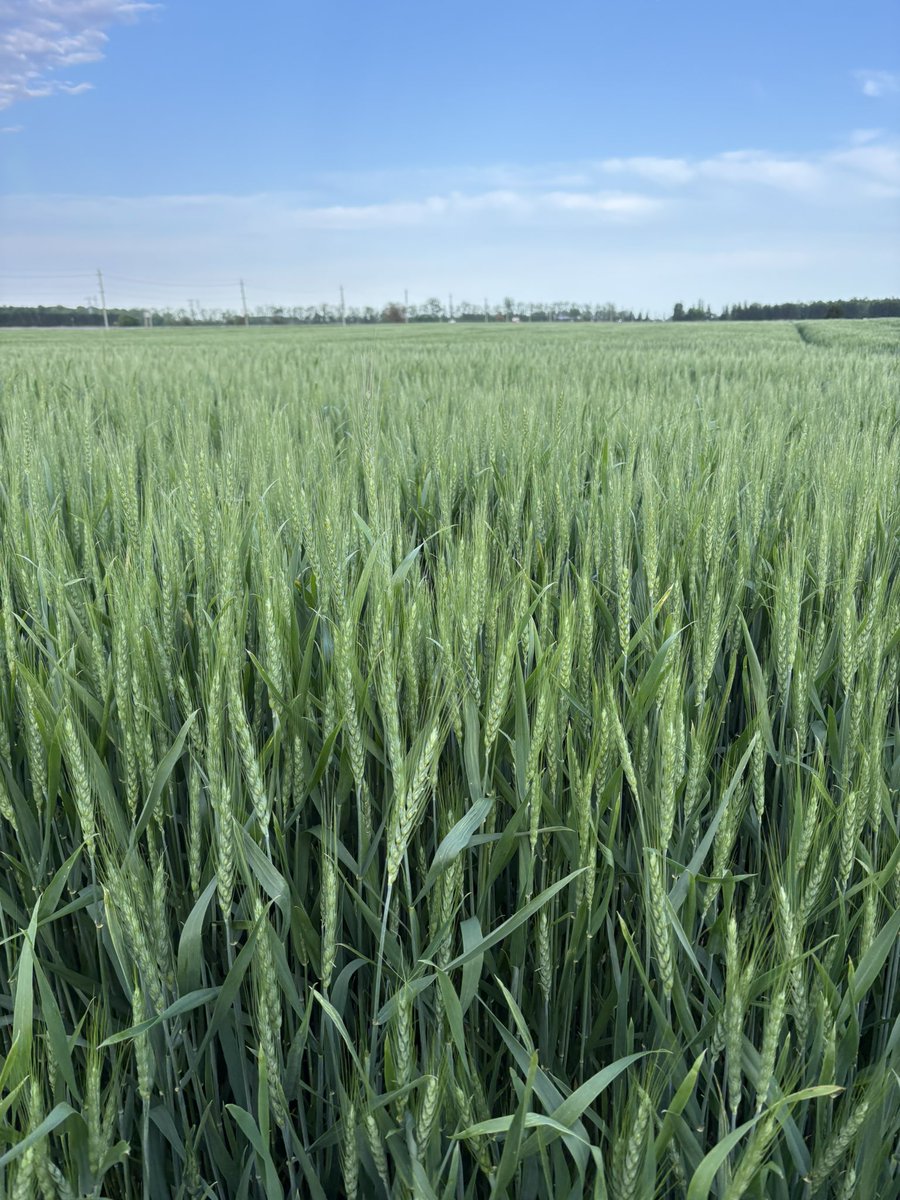 Dan_Foster_'s tweet photo. T3 fungicide ✅ https://t.co/OKQyRFuPYs