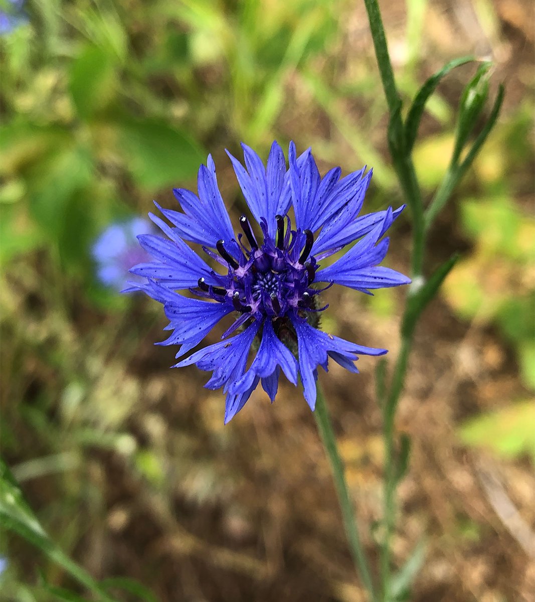 leaf_usayama's tweet photo. 植樹帯や畑の一角にこんな鮮やかな青い花が咲いているのを見たことはありませんか？
この花は矢車草（別名コーンフラワー）といい、食用花として知られています。
そしてなんとウサギなどの小動物も食べることができるのです！
そんなコーンフラワーがリーフ菜園にて収穫時期を迎えました。

※植樹帯や畑のコーンフラワーは個人や自治体で管理している場合があります。無断での採取はおやめください