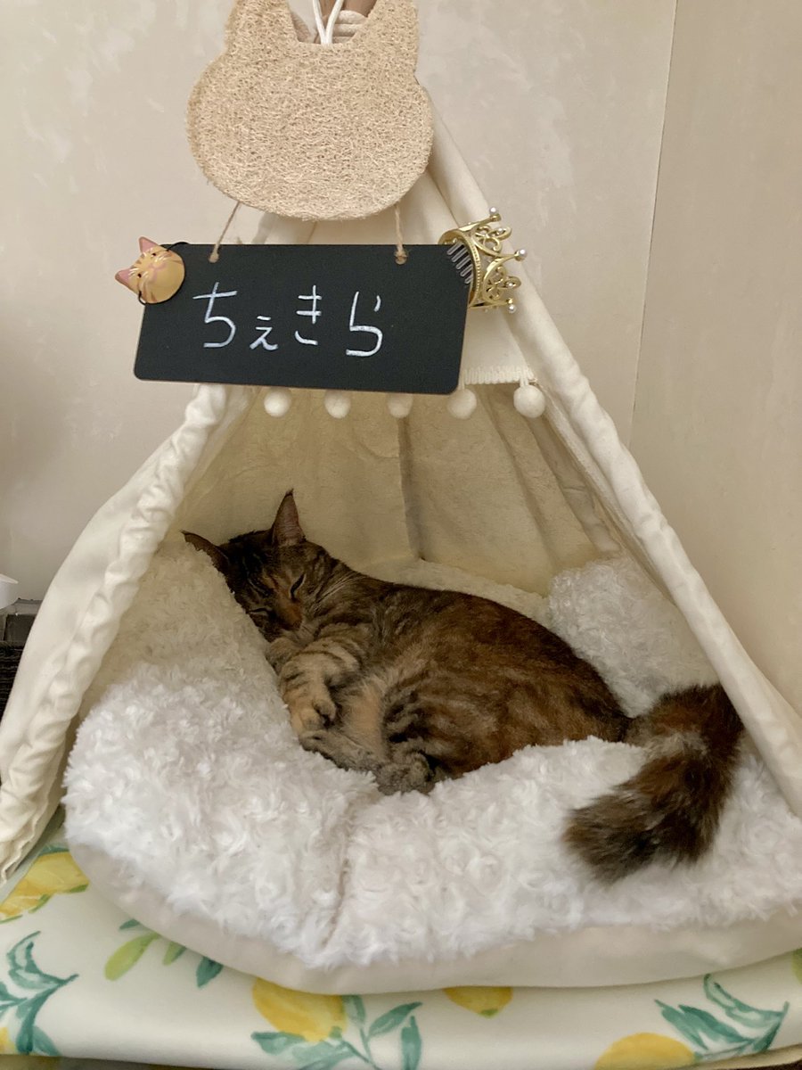 chekiracat's tweet photo. ちぇきらと申します！
Check it out! → 素敵なものをチェックする。最後までしっかりと見る。「この子を見て！ 最高だよ！」が由来です https://t.co/ityU4ijOHq
