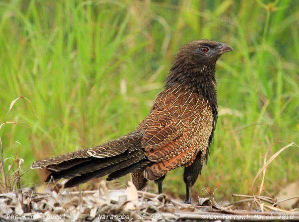 andydrarch's tweet photo. @SouthApe My fav go-to is the pheasant coucal, like this is just a raptor https://t.co/LNYiK57eEQ