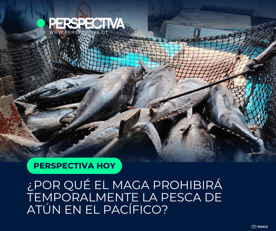 PERSPECTIVA tweet media