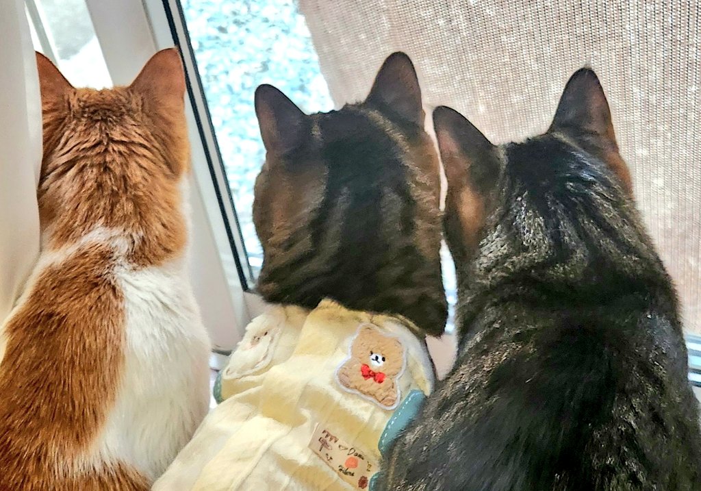 nyanzu___sym's tweet photo. 後頭部１・２・３🐱🐱🐱

#さやま猫ファミリー 
#さやま猫の会 https://t.co/esUZJrFUcd