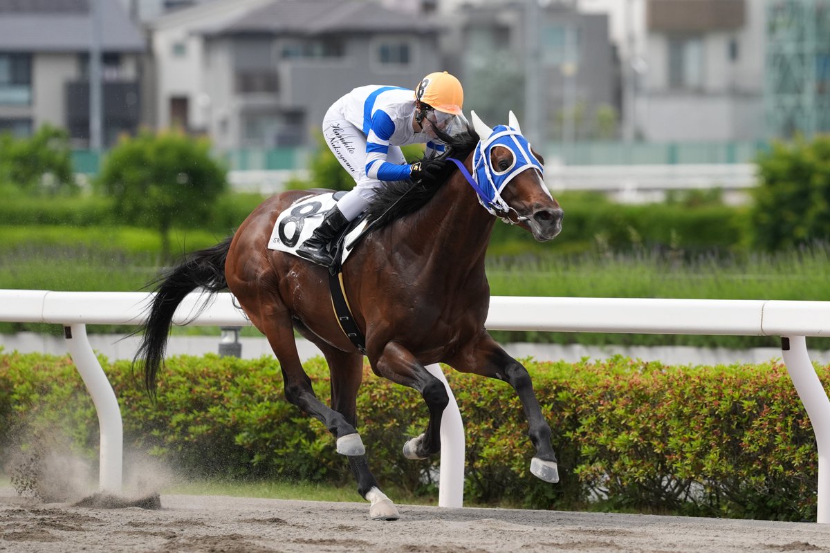 hyakuyonjyuaaru's tweet photo. 2026年5月27日　浦和競馬　5R　C2(七)(八)
1着　8番　ダンシングラスカル　牡7　中山遥人騎手
300mm　F/4.5　1/4000　ISO 800
4800×3200
9M3　300 2.8 GM https://t.co/Q5r1hiMdqW