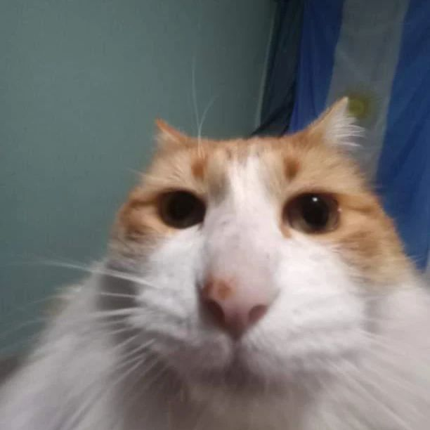 Punch Cat tweet media