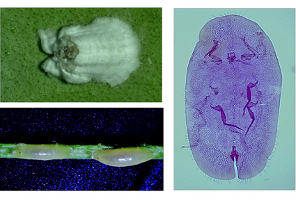 Zootaxa's tweet photo. Redescription of a poorly known soft scale insect, Pulvinaria ixorae Green (#Hemiptera: #Coccomorpha: #Coccidae) from #India, with biological notes and a new distribution record
#taxonomy
https://t.co/fwMevCVwA3 https://t.co/uzaPlqvJAE