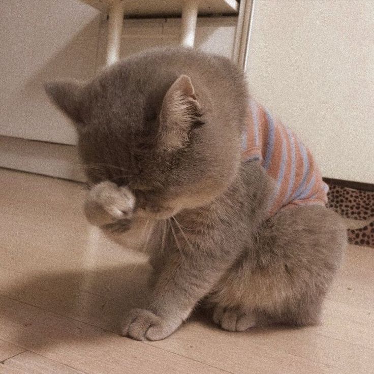 Cats all the way tweet media