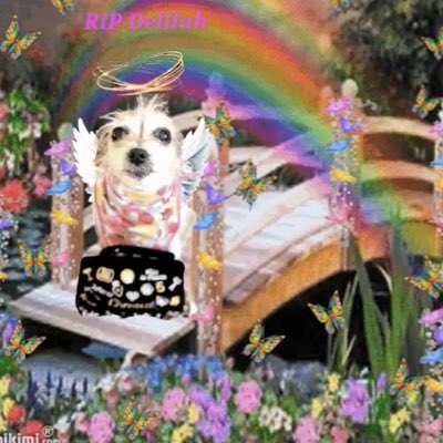 Chica the chihuahua and crew tweet media