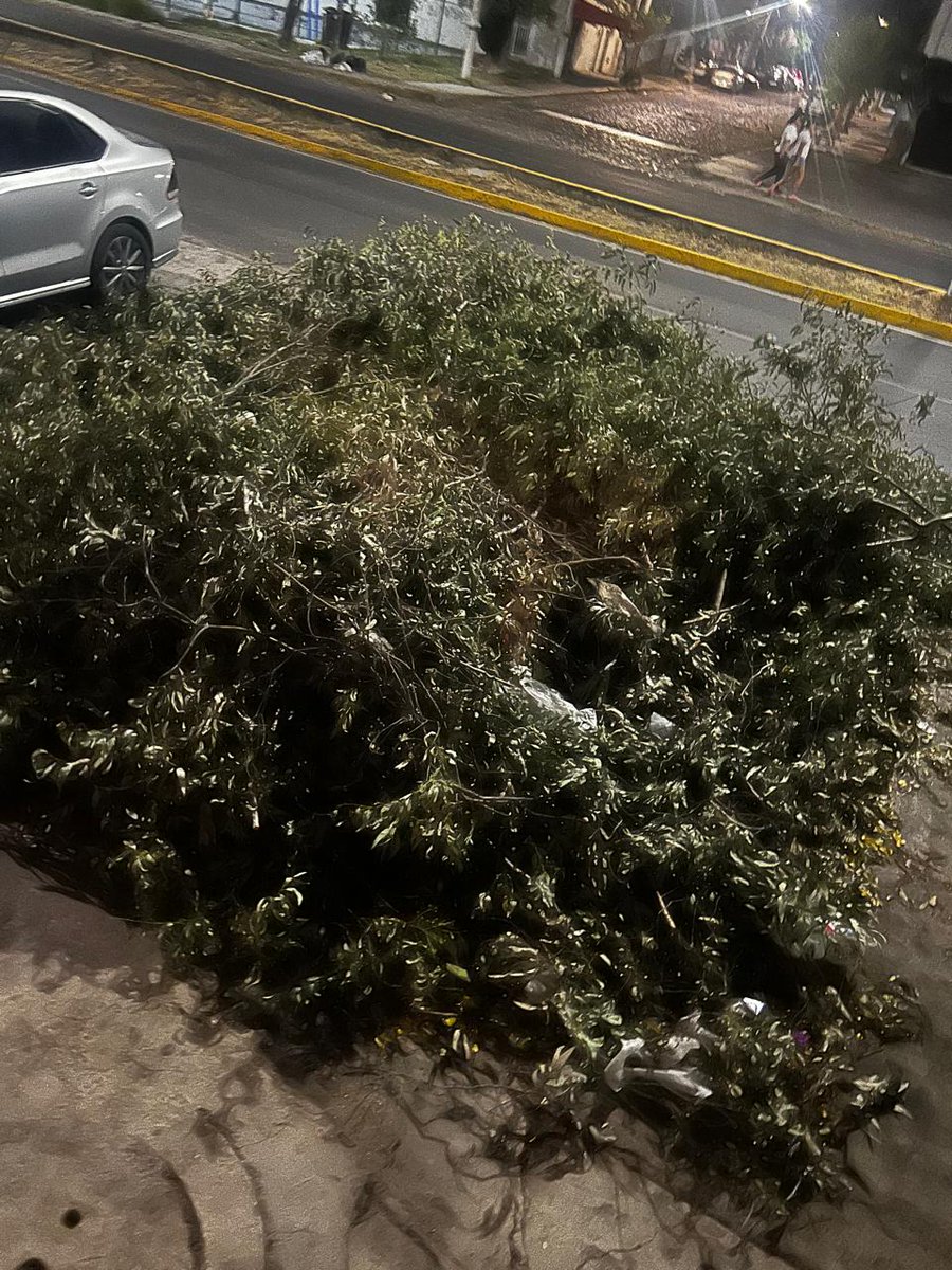 monyart17's tweet photo. @qromunicipio buenas tardes, solicito de nuevo de su apoyo , ya es el tercer reporte que hago por este medio. Nos apoyaron en cortar el arbol pero no han pasado a recogerlo y la gente ya esta dejando aqui su basura. Avenida 4 entre calles 21 y 23 en lomas de casa blanca. https://t.co/6FByUmoCy6
