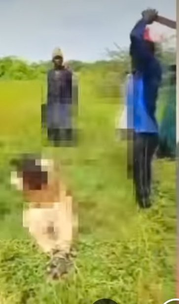 Prince_dc21_'s tweet photo. Kidnappers kidnapped over 40 children and some teachers for going to two weeks now bayo onanugo didn't say anything. 

I even saw a recent video where these kidnappers are cutting out someone's head like a head of cow bayo onanugo didn't say anything. 

He hasn't said anything since this insecurity but immediately a fake audio about verydarkman started circulating online he suddenly he immediately found his voice. 

I just hope verydarkman will sue you guys so you will come and prove that that video was posted by verydarkman. 

Y'all can't silence verydarkman same way you silenced nnamdi KANU.