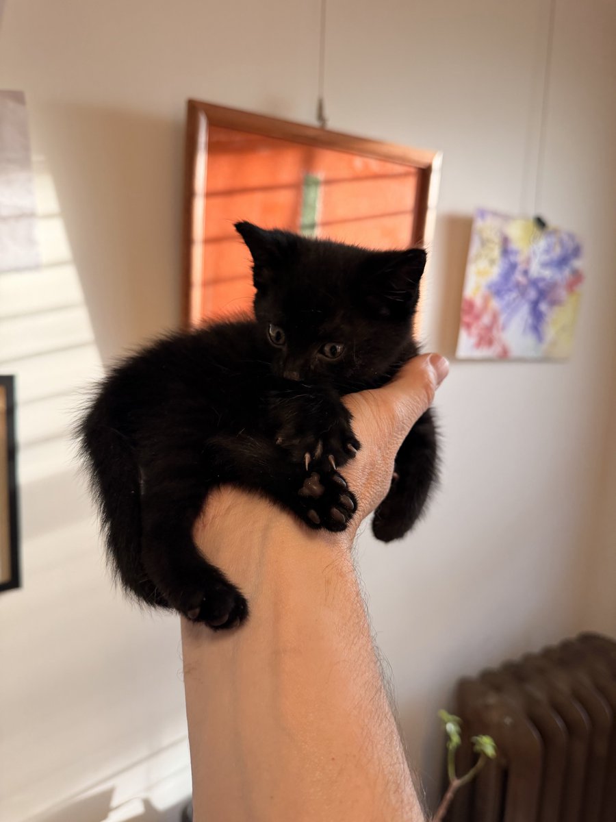 ethananderson's tweet photo. There is a tiny fuzzy bandit on the loose in this house 🐈‍⬛ https://t.co/ShlFRxJC7I