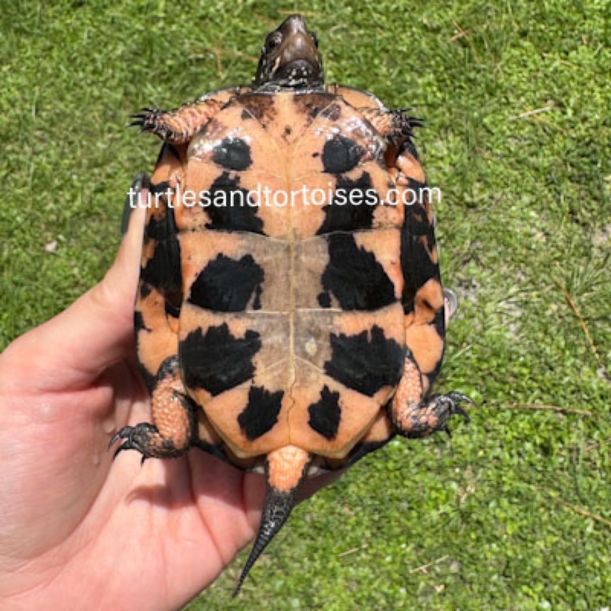JayFrewer's tweet photo. Spotted Turtles (Clemmys guttata)
.
.
#SpottedTurtles  #Clemmysguttata #photooftheday #turtlesandtortoisesinc https://t.co/4TW8G4y2fZ