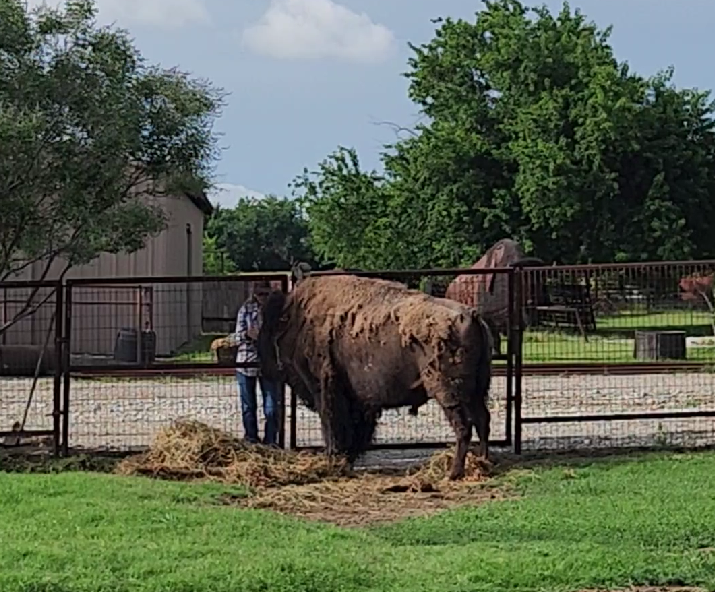 AllAboutBison's tweet photo. A little Wesley time. #itsallaboutwesley https://t.co/Qm0eWueM7b