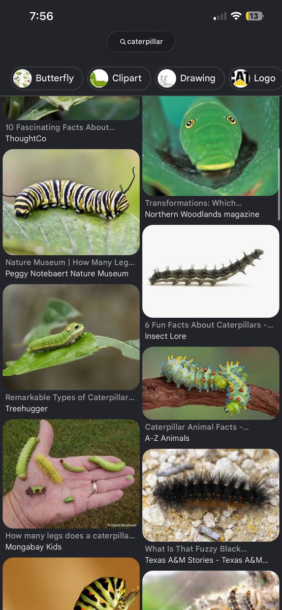 bug tweet media