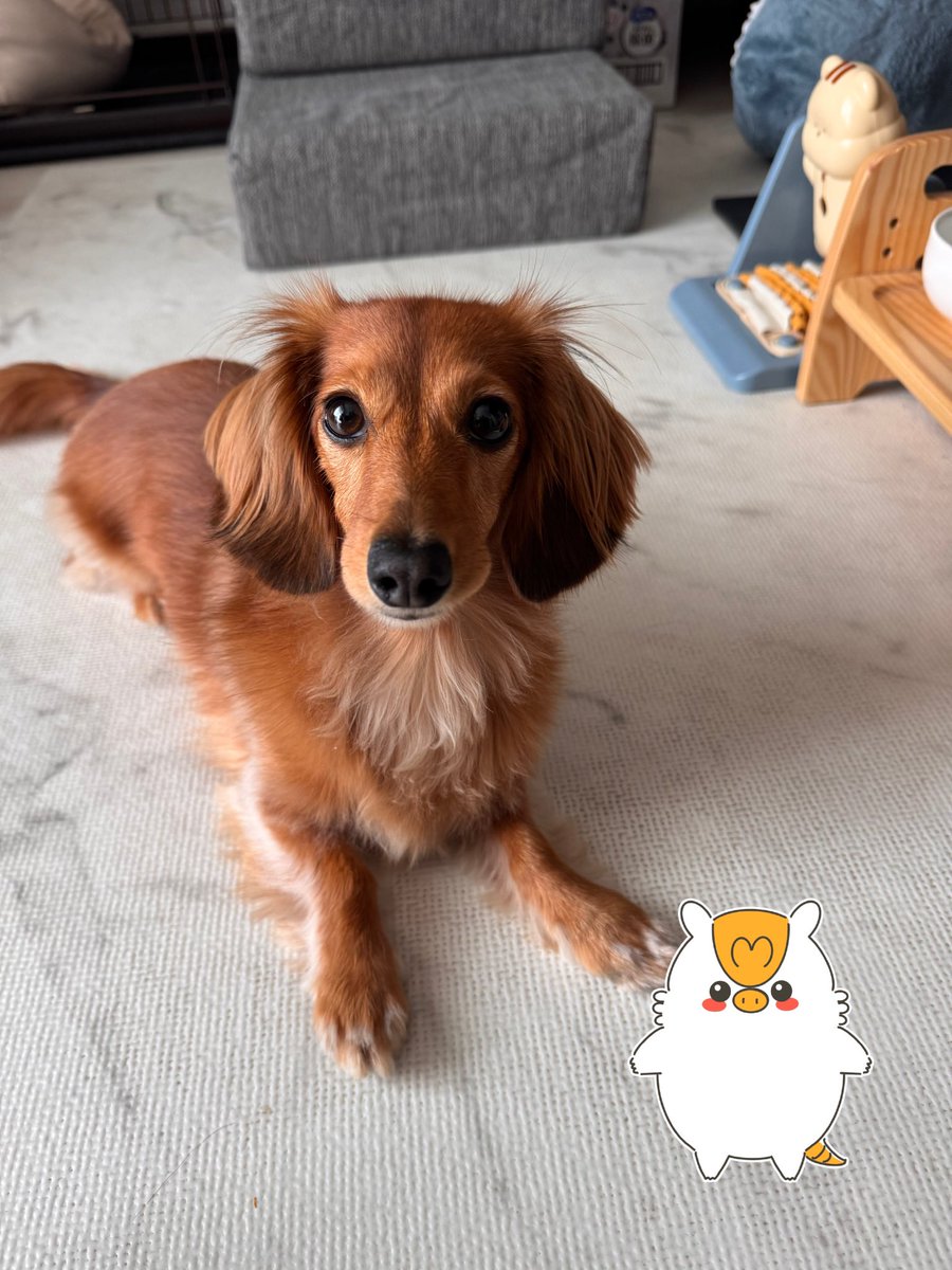 mylogi_AT's tweet photo. おはようロジ😆
5月28日　木曜日　東京は曇り☁️

セール中にポチポチした🐶の夏対策グッズがそろそろ届くはず…tp、発送通知を日々待っているロジ。マダカナ〜

今日も #mylogi でたくさん出荷のお手伝いするロジ〜💪

#企業公式相互フォロー 
#企業公式相互フォロー祭り https://t.co/bH6w6socHM
