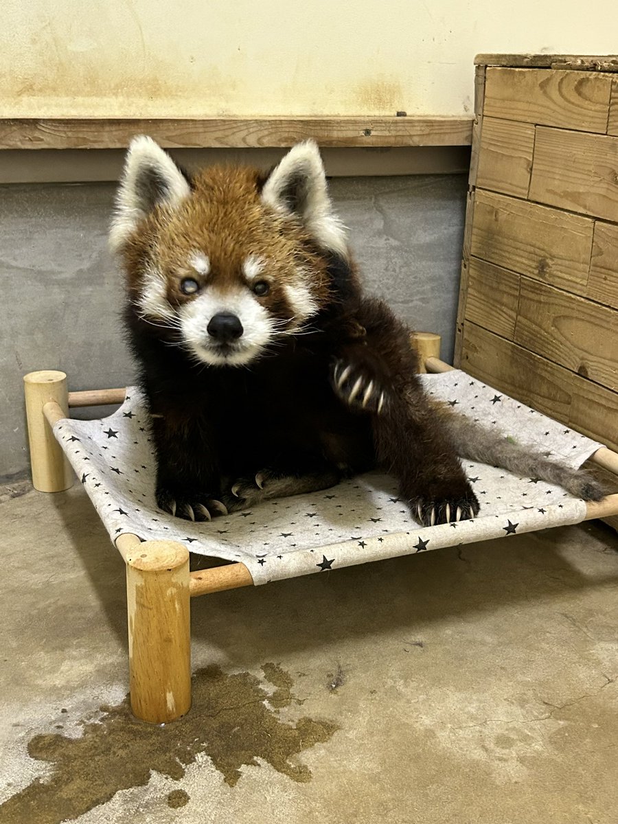 ChibaZoo's tweet photo. 本日、風太は寝室と展示場をオープンにしていますが、外が暑いためか今のところ寝室でまったりと過ごしており、ご覧になれない場合があります。こればかりは風太の気分次第なので、ご了承下さい。状況次第で早めに展示を終了する場合もあります。（飼1）
#千葉市動物公園
#レッサーパンダ
#風太 https://t.co/zFFaBzFKIW