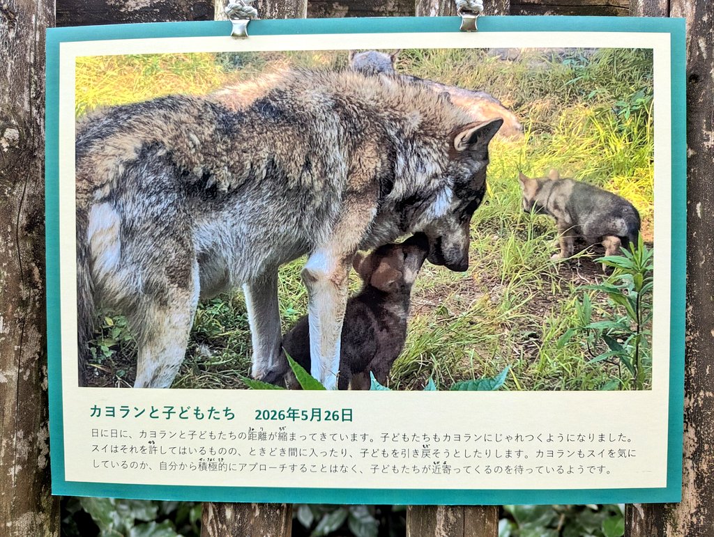 tamazoowalking's tweet photo. カヨランも子ども達と会えてるそうで良かった☺️ https://t.co/OCLR60KMBQ