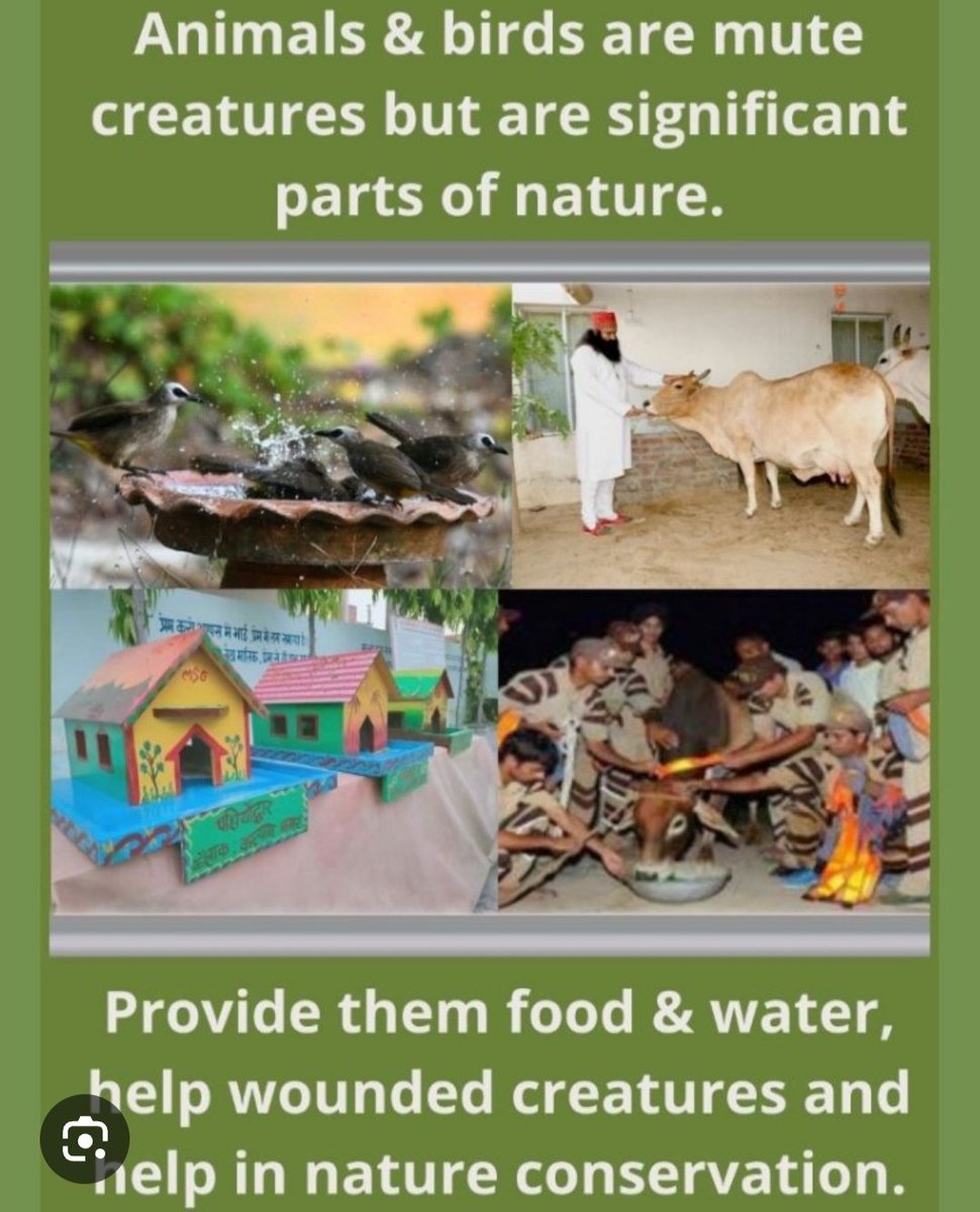 rahul_insa52977's tweet photo. Every creature feeding breds and roti etc help the spritual master saint dr gurmeet ram rahim singh ji insan by 
#SmallActsBigImpact compain to DSS volunteer help every animals and birds as a given food, water etc that' great hemunity walfair work https://t.co/8i5jk7JpiD