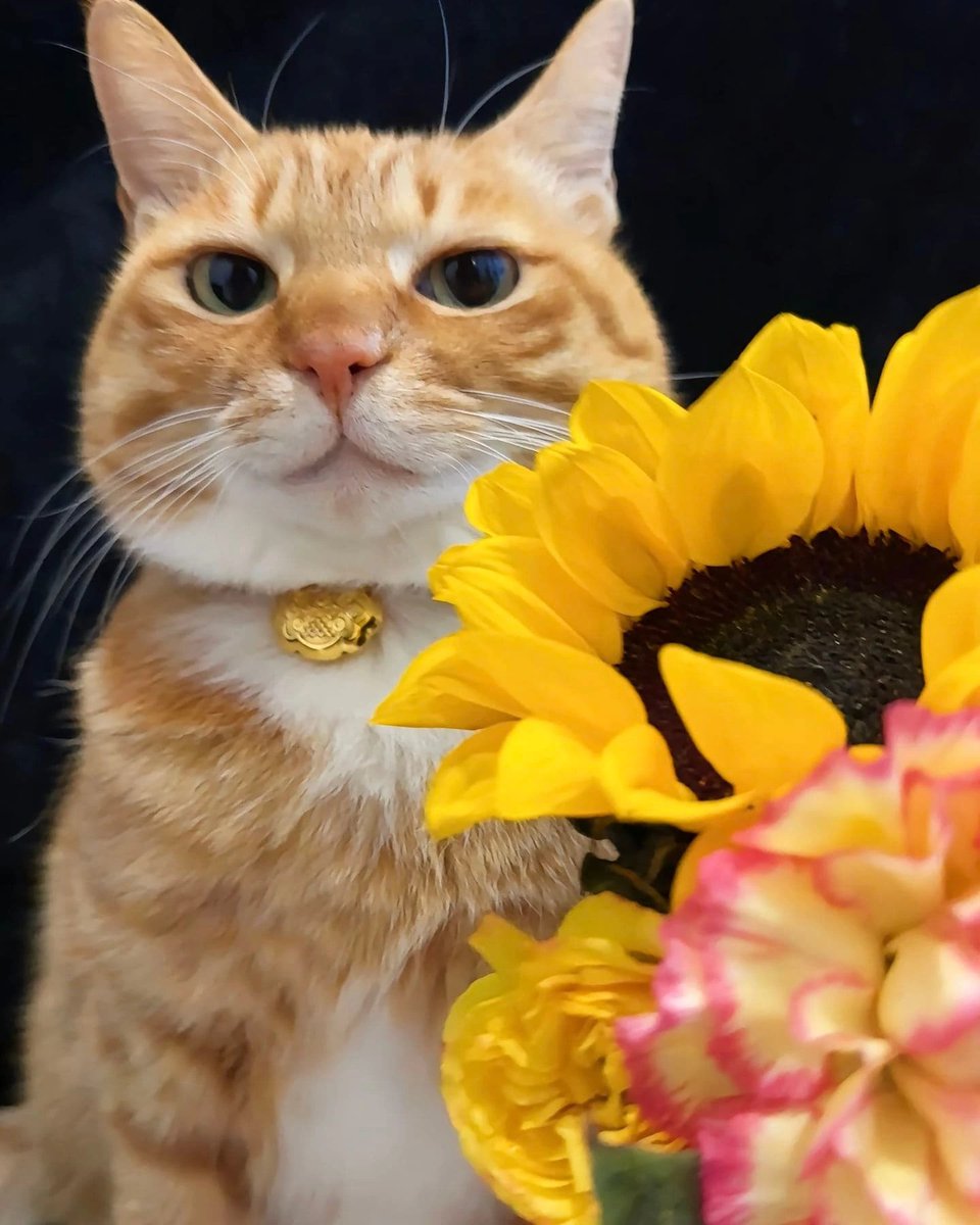 Punch Cat tweet media