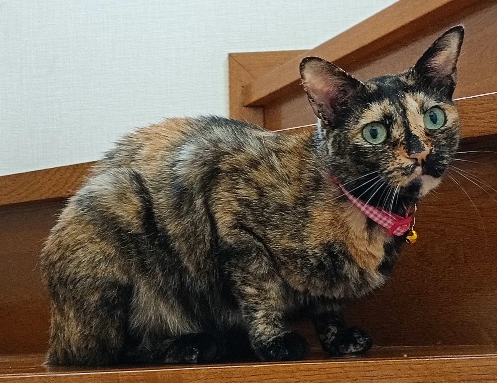 esseecodiy's tweet photo. オハにゃん😽
#猫の居る暮らし
#猫のいるしあわせ
#サビ猫はいいぞ https://t.co/3tPjsLYmIy