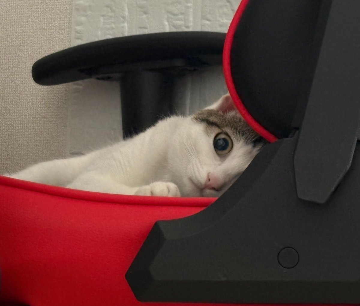 Luluna403's tweet photo. 早朝、視線を感じ
目が覚めると
リノに見られていた…
#保護猫 https://t.co/hVETPEnk4y