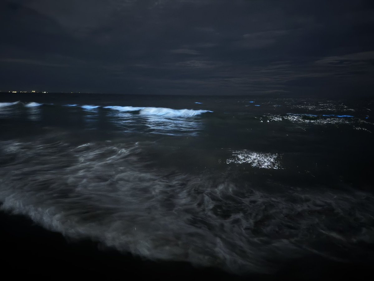ari_amaru's tweet photo. 夜光虫♡
夢の中のような時間でした🌊 https://t.co/7xOsrAEnrv