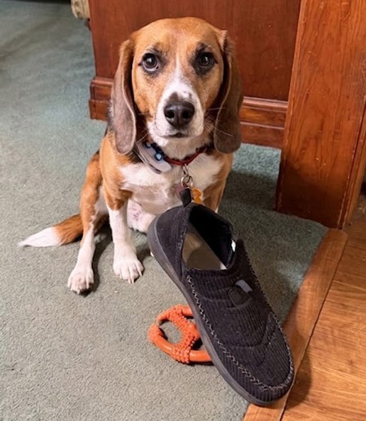 BONESbeagles's tweet photo. Bobbin is adopted! He started his life in a lab &amp; has graduated to Foster Failure! 🎉His family says this sweet, freckle-faced guy has completely won everyone over. He is learning how to use stairs, cuddle on the couch &amp; steal slippers off his hooman's feet🐶❤️ #RescueBeagle https://t.co/8Y6Sx0tkdS