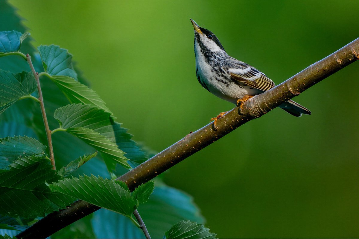 mitoGFP's tweet photo. Blackpoll warbler at @CentralPark_NYC pool area.  #birdcpp #BirdsSeenIn2026 #BirdsOfTwitter #birdphotography @BirdCentralPark #springmigration #warbler https://t.co/xxOU3bAXSi