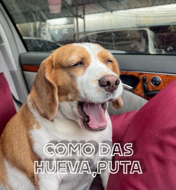 Viola_Burros tweet media