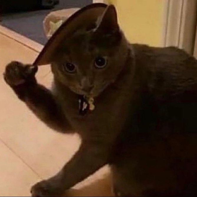Punch Cat tweet media