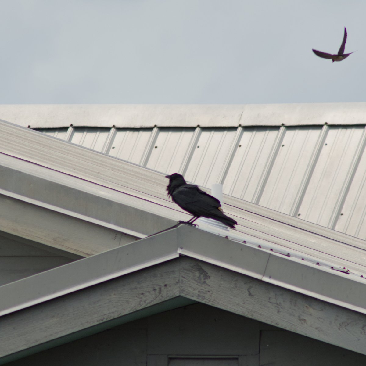Intheyonconifer's tweet photo. Barn Swallows around this building have harassed crows (pictured), black vultures, hawks, ospreys, seagulls , and even herons and egrets if they fly too close. https://t.co/SxkYdy8mKS