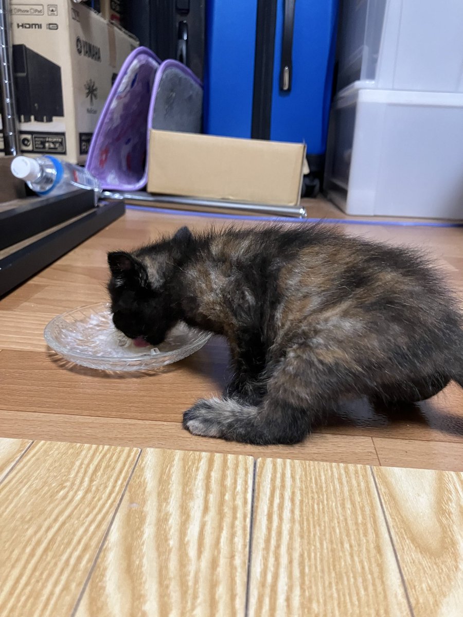 hidesukebu's tweet photo. 保護3日目
写真見比べると一回り大きくなってる
#保護猫日記 https://t.co/1peXNc1ib6