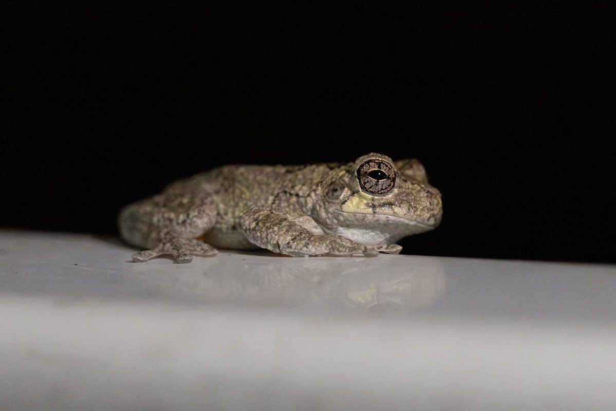 ajohnson0109's tweet photo. i saw a frog, it was the size of a nickel 

**cope’s gray tree frog** https://t.co/UuB2EMvOuM