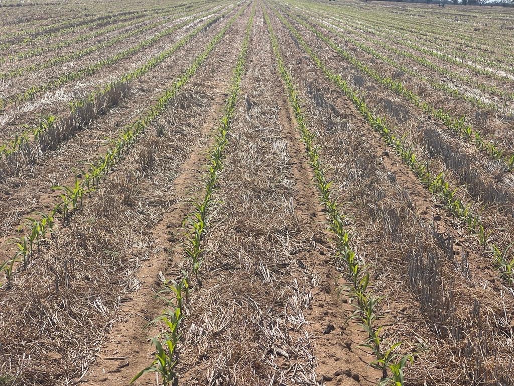 rick_rundell's tweet photo. @WiscWeeds @gchudzik1 @_arsenijevic @derff53 @WISoyCheckoff Very common metric in the Vic Mallee for irrigated maize and dryland crops! 👍🏻 #vetch #moistureconservation #Nfixarion #predictability https://t.co/H972SHkKp3
