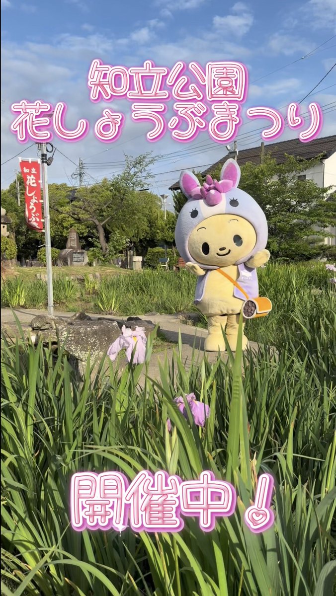 chiryuppi's tweet photo. 〜ちりゅっぴ〜
みんな、おはようだっぴ☀️

花しょうぶまつりのPR動画を作ったっぴ！
Instagramを見て欲しいだっぴ！
https://t.co/lDItm1poIQ

３０日（土）は花しょうぶを見におさんぽにも行くっぴ！

みんな、待ってるっぴ！！😆 https://t.co/nP3BM0B2VQ