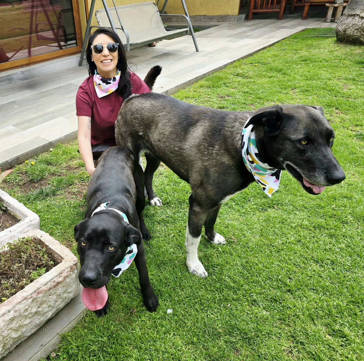 kikilee2's tweet photo. Mis niñas 🐶❤️🐶 #breedcross #greatdane #alaskanmalamute #labradorretriever #canecorso https://t.co/eVnWQNINox