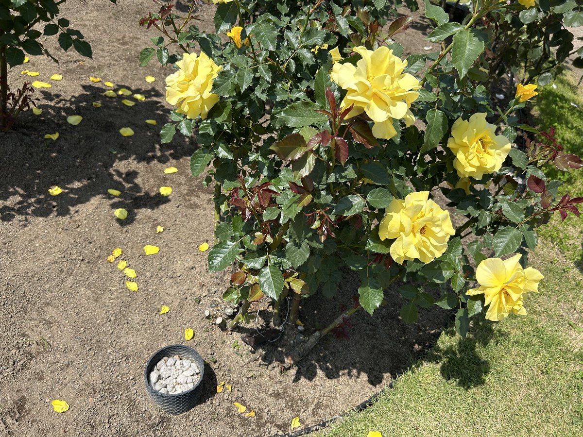 echigo_park's tweet photo. よく園内で聞かれるのですが、バラ園にあるこの筒なんだと思いますか？💡

正解は後ほどアップします😊✨ https://t.co/eecNkCHbV9