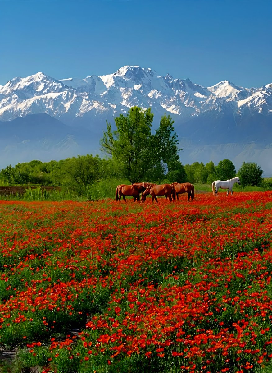 Good morning 🐎🌺