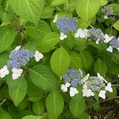 KGchibaNT's tweet photo. 白井市役所入り口脇の植え込みで、咲き始めのアジサイを見つけました　＃千葉ニュータウン　＃通信制高校　＃ＫＧ高等学院 https://t.co/0cOjRnwxcl