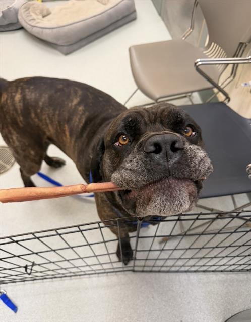 wpri12's tweet photo. The MSPCA will be hosting an impromptu fee-waived adoptathon this weekend in an attempt to free up some space at its shelters.

Details: https://t.co/Sc2yE9X1o2 https://t.co/ugrKamKWPr