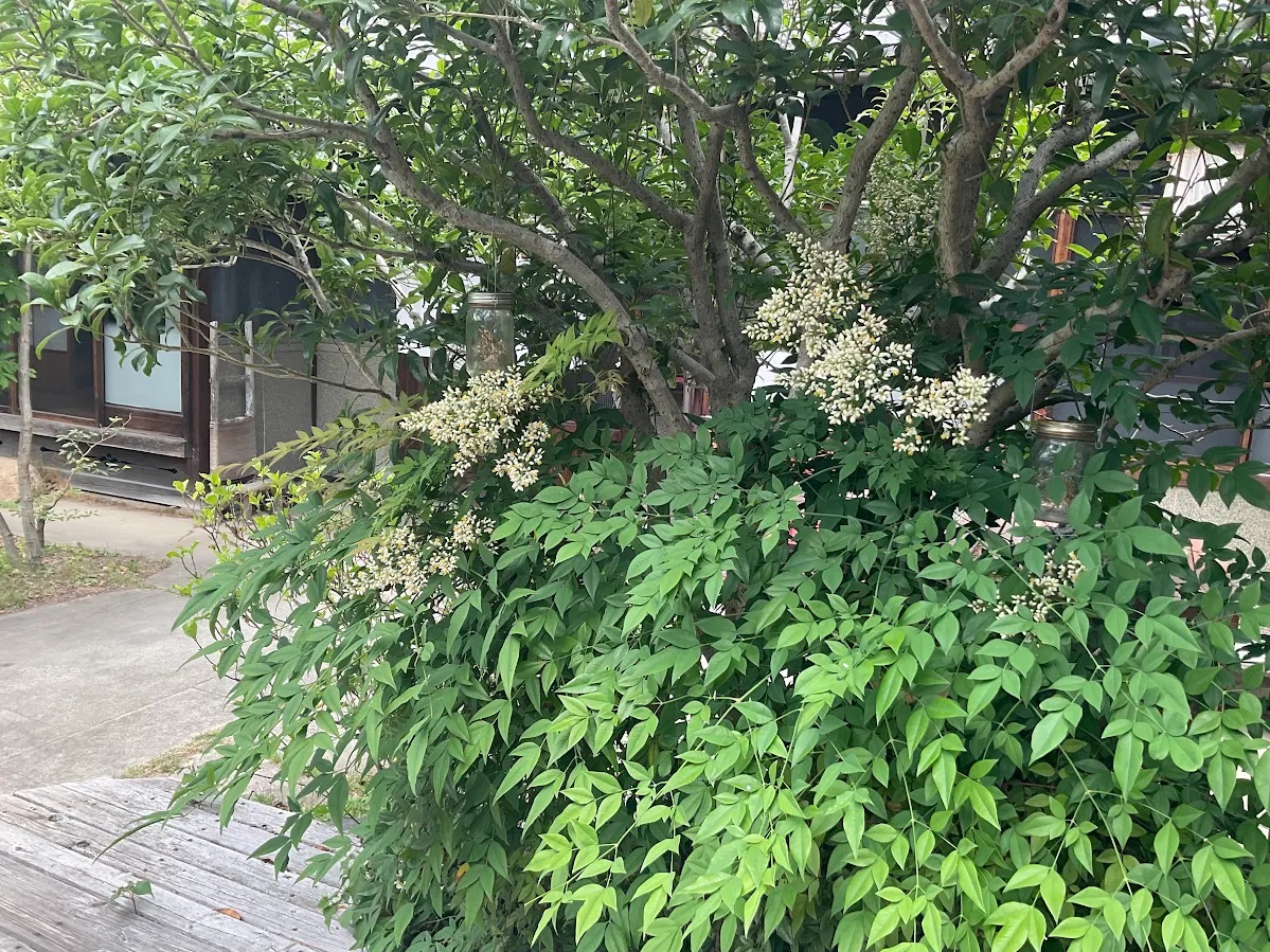 tsukuru138's tweet photo. ナンテンの花が咲き始めました♪
秋には赤い実がなります。
お赤飯の上にナンテンの葉をのせるのは、葉の防腐効果で傷みを防ぐという、先人の知恵によるものだそうです。

#つくる #古民家 #貸しスペース #のこぎり屋根 #一宮 #木曽川 #ナンテン https://t.co/iMlILQeMJO