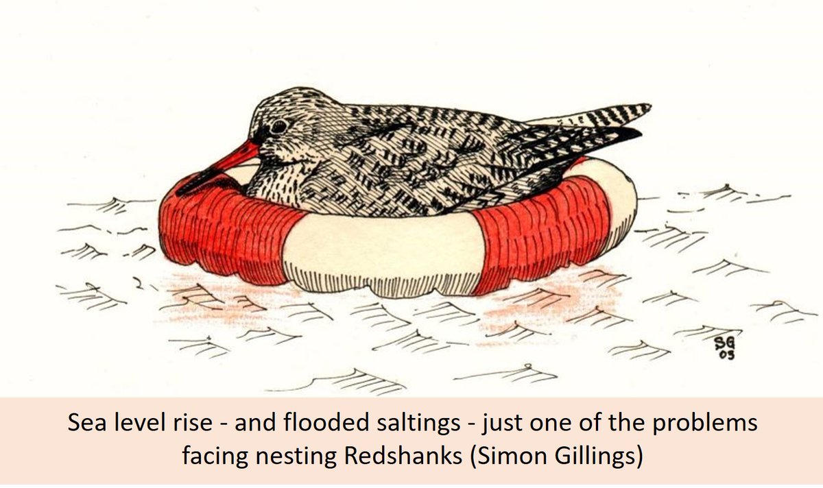 GrahamFAppleton's tweet photo. There are huge pressures on UK-breeding Redshank, especially on the coast.
🎂 Blog from 28 May 2019 based on paper by Lucy Mason and RSPB colleagues:
https://t.co/T5V8V4tzGv
#ornithology https://t.co/1RRMPaIOCr