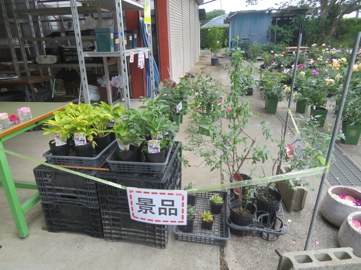 大森プランツさんで、バラを購入された方は、素敵な商品が当たるかも