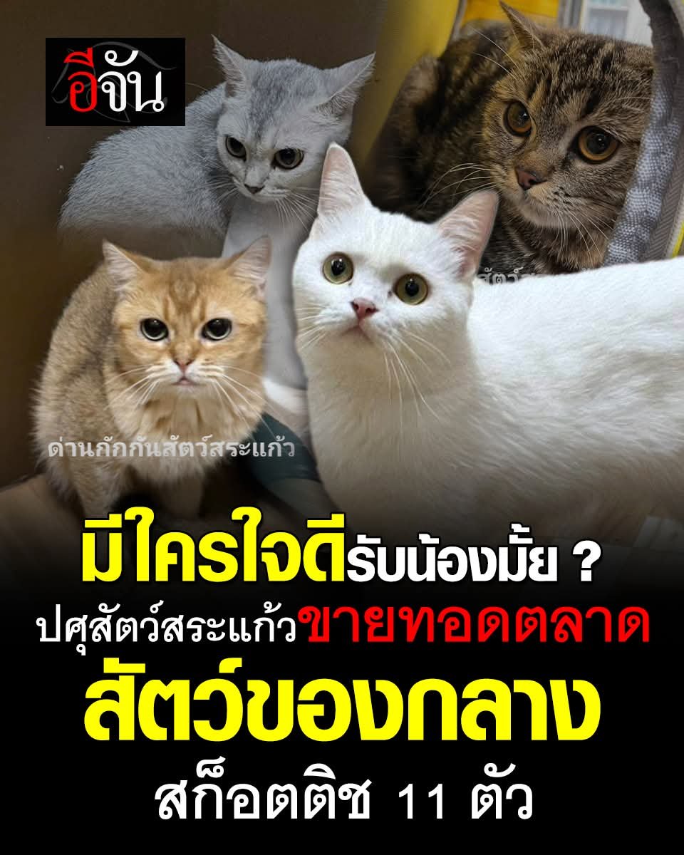 ฮ.นกฮูก(สีส้ม) tweet media