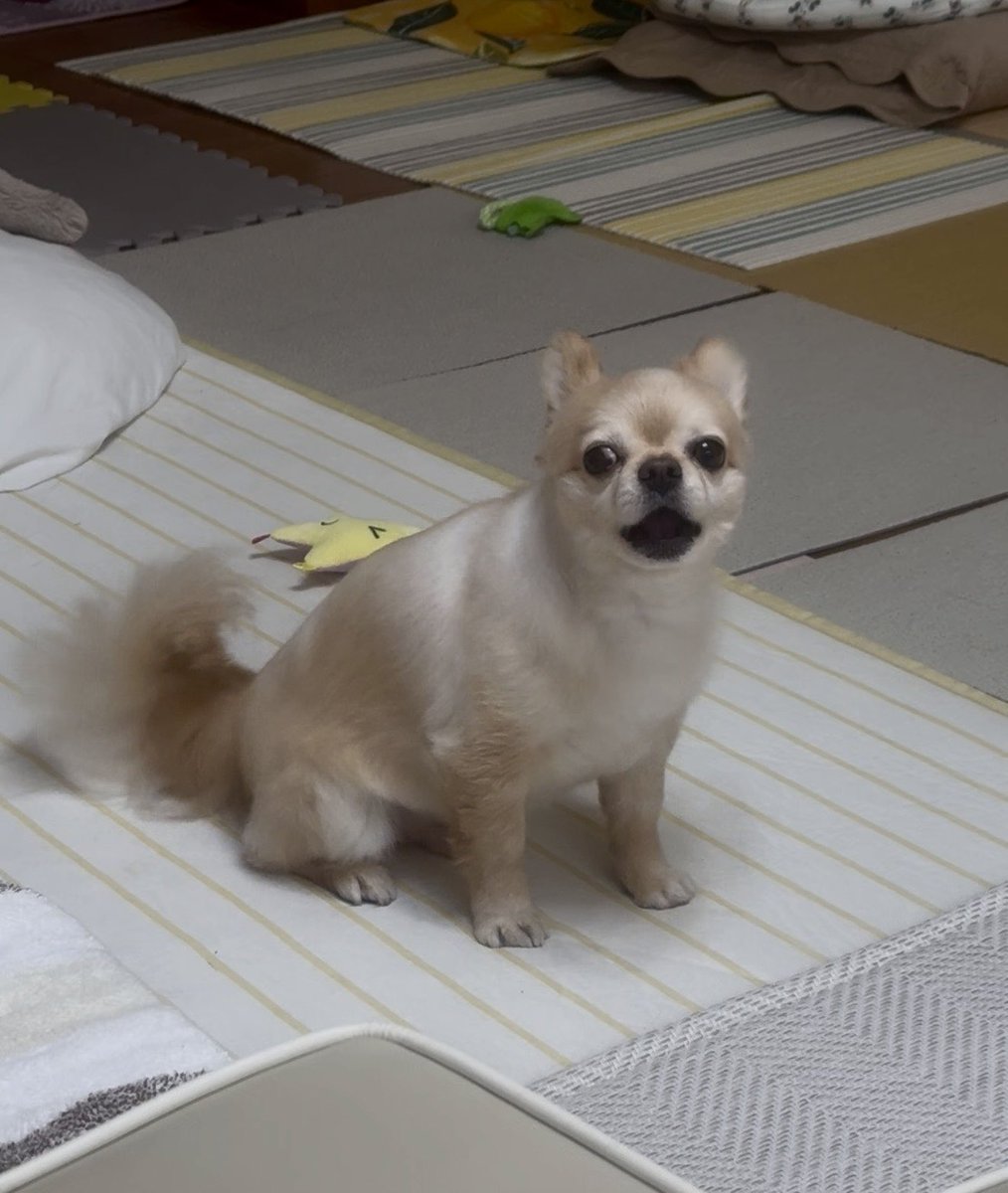 731ten's tweet photo. これは明らかに飼い主に文句をいっている犬 https://t.co/UG5f3HEzJV