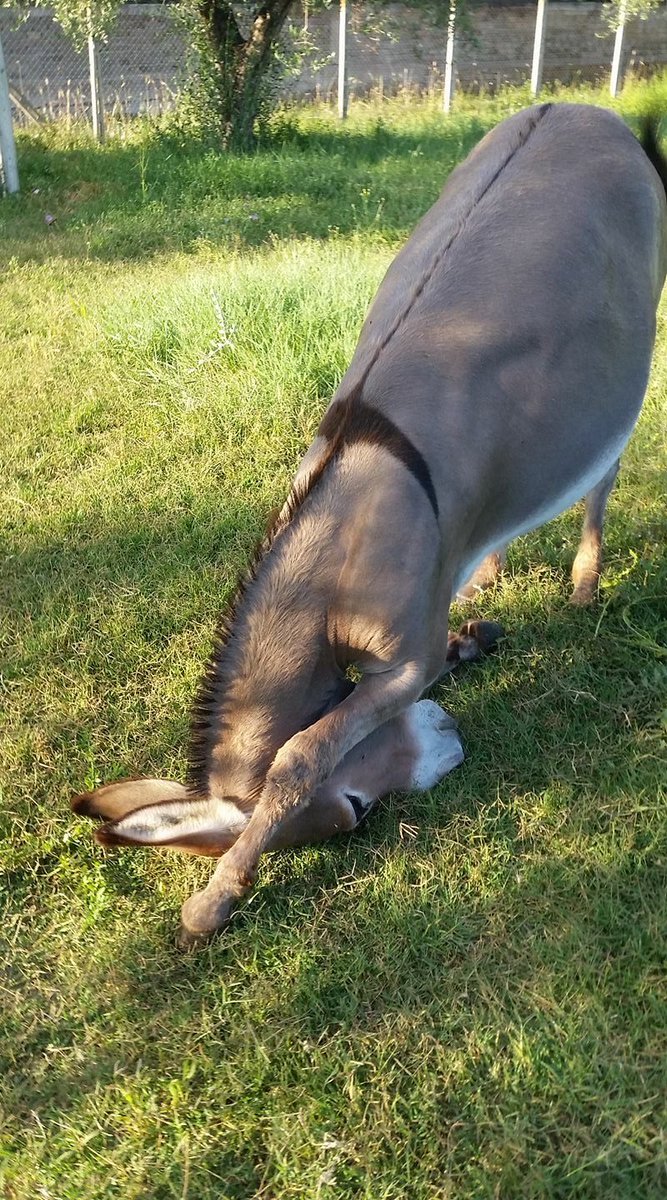Donkey tweet media